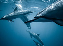 yl23455永利官网：开启你的新娱乐纪元